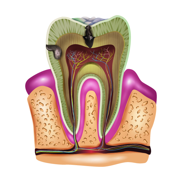 Podcast Sectioning Teeth During Extractions Great Lakes Dentistry